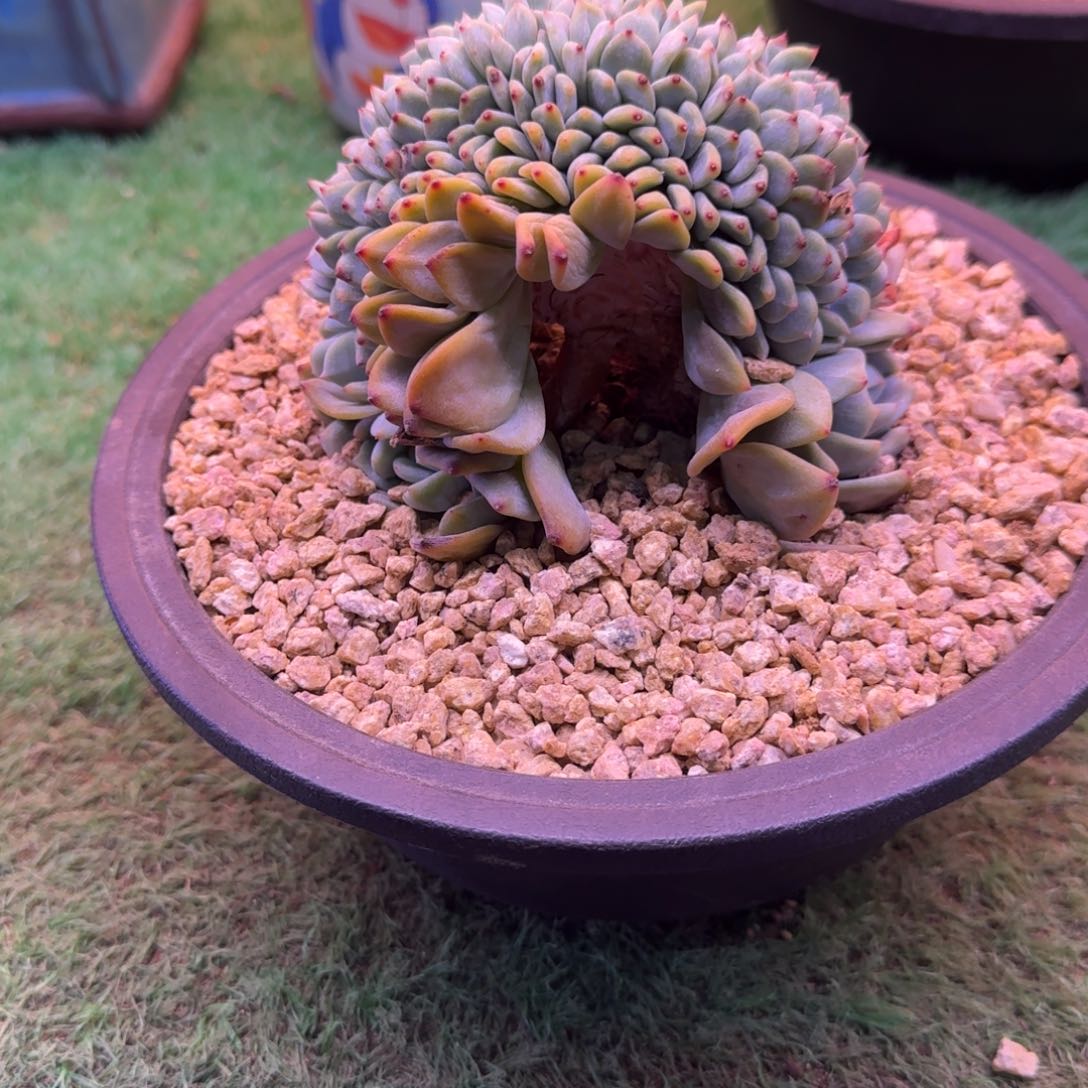 星影树缀无砍多肉