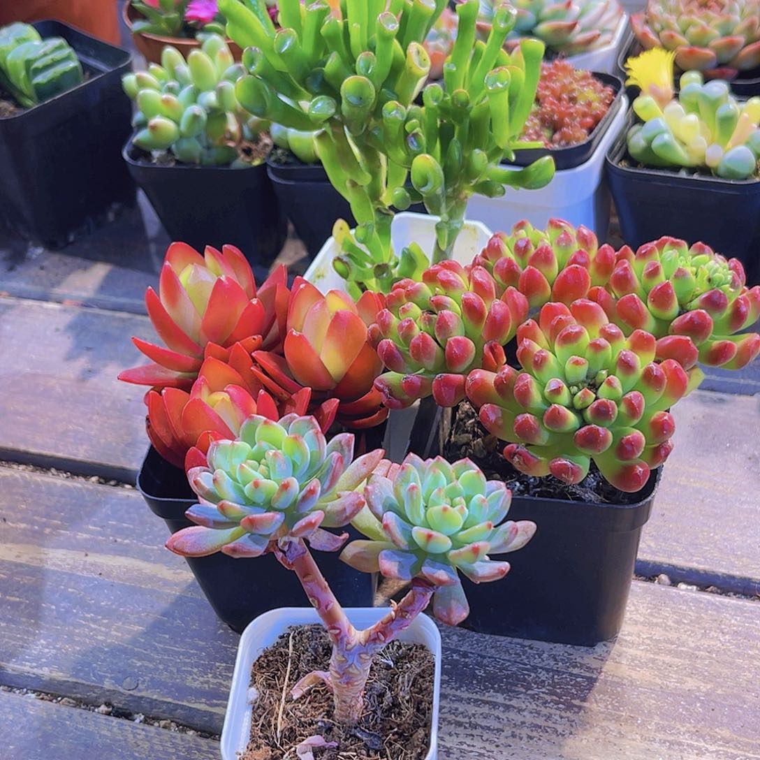 如图四个1111111111111