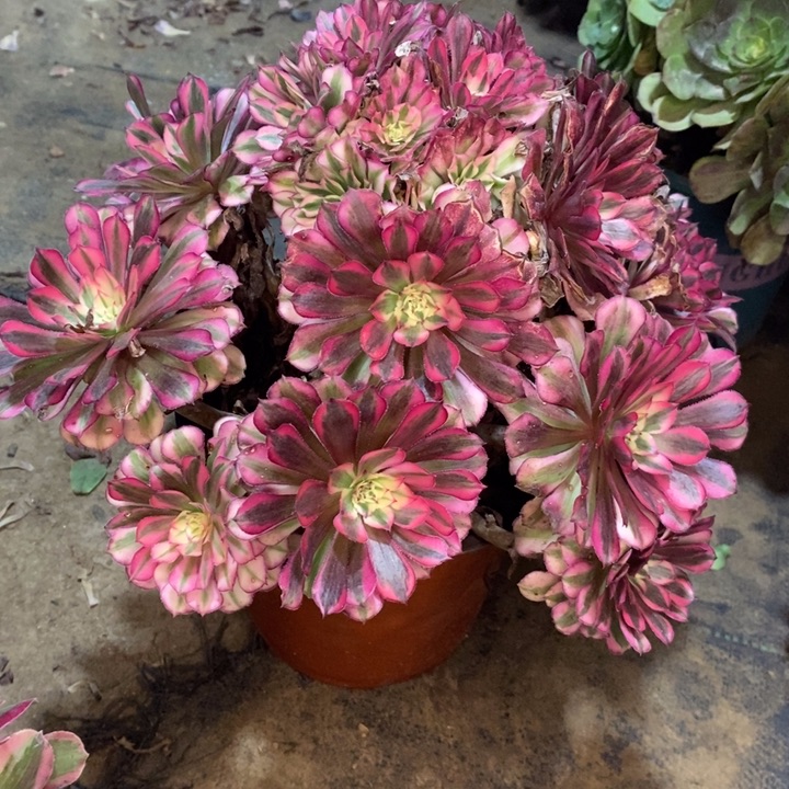 红桐白多肉植物46。