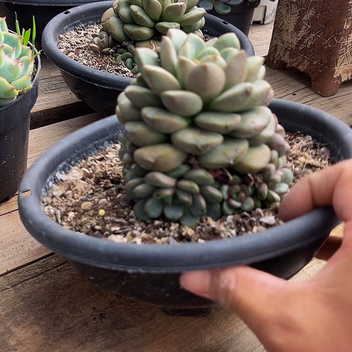 葡萄手捧花，19.8一颗