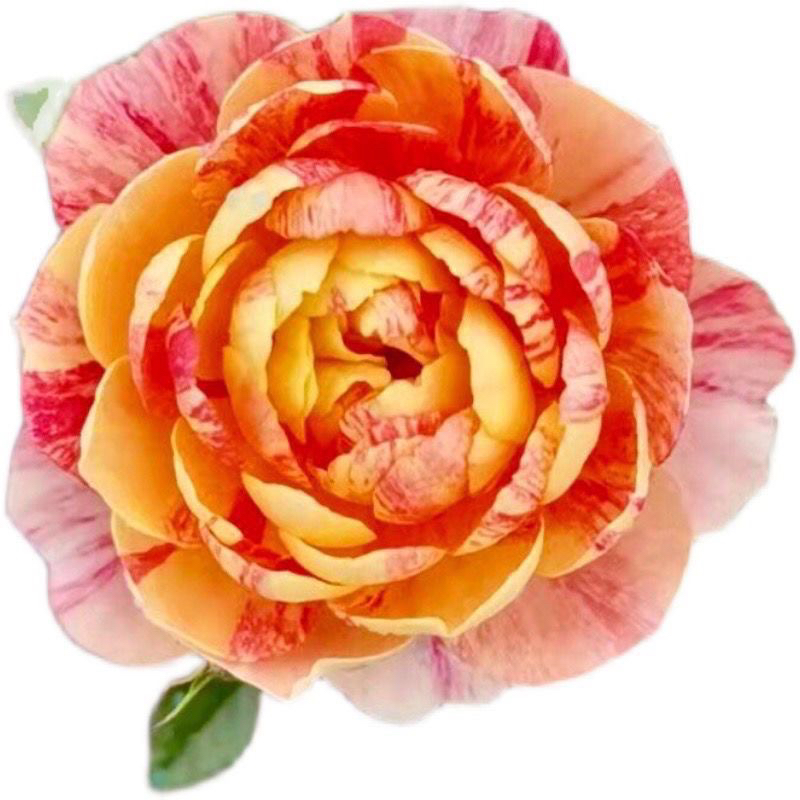 果汁飞溅多头开花多季节重复开花抗病好养的月季花苗