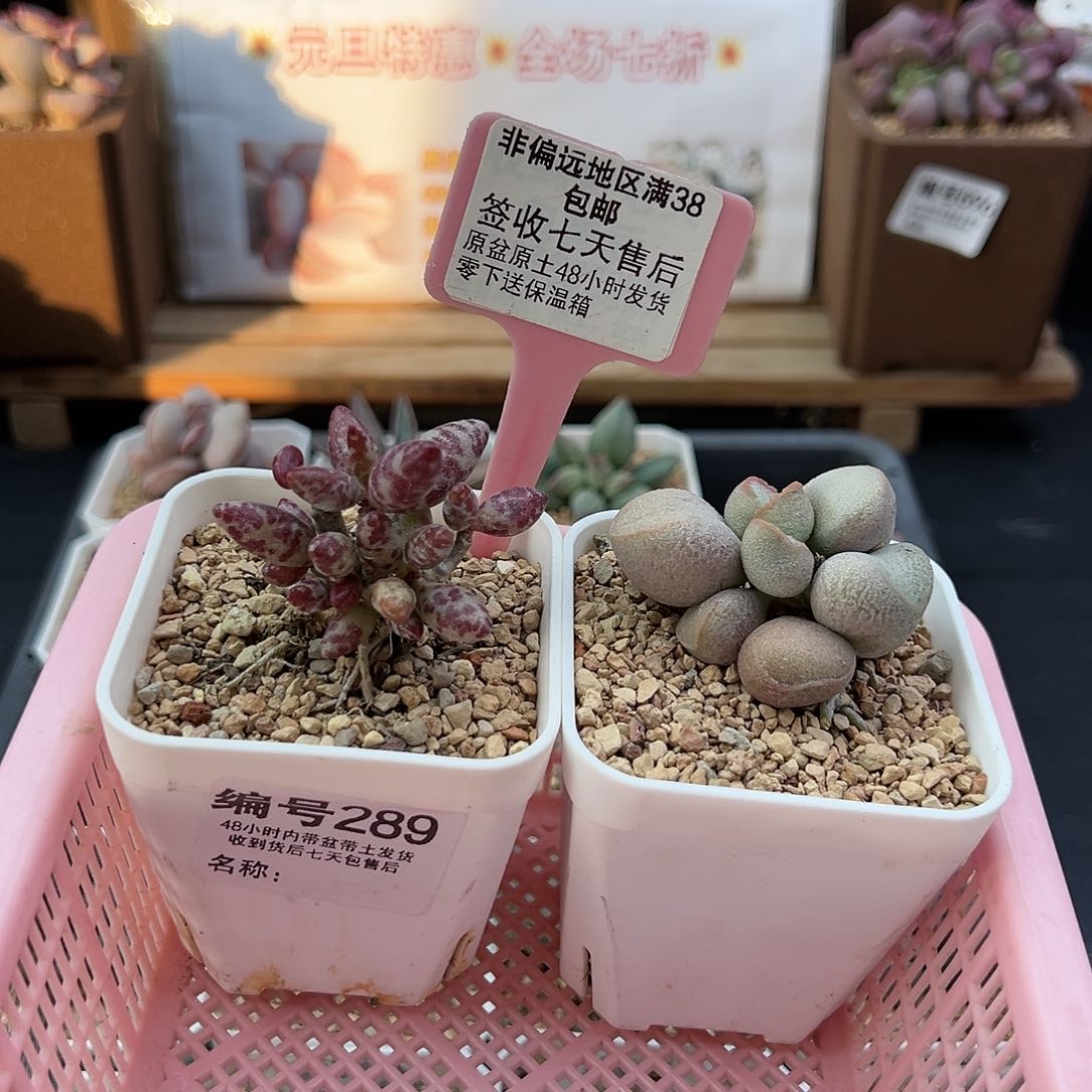 王***ღ289梅花鹿黛安娜多肉植物