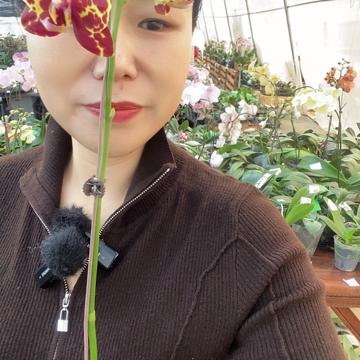 无花朵黄蟒蝴蝶兰