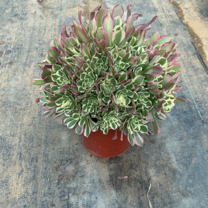 21白凤多肉多肉多肉