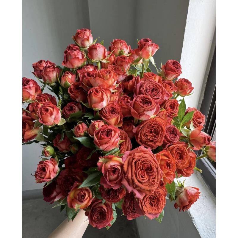 高品质鲜花  【巧克力】多头玫瑰10支 已发货不支持退款换货