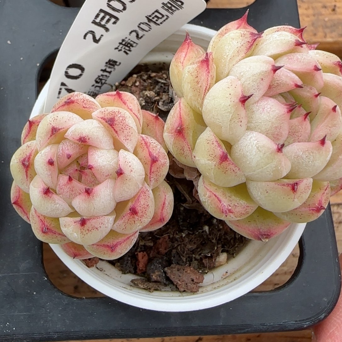 花语逸镜0203-370