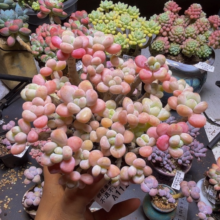 鱼子酱112/10cm多肉