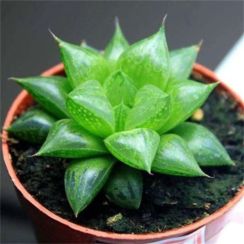 玉露寿（满16包邮）绿植多肉室内室外阳台