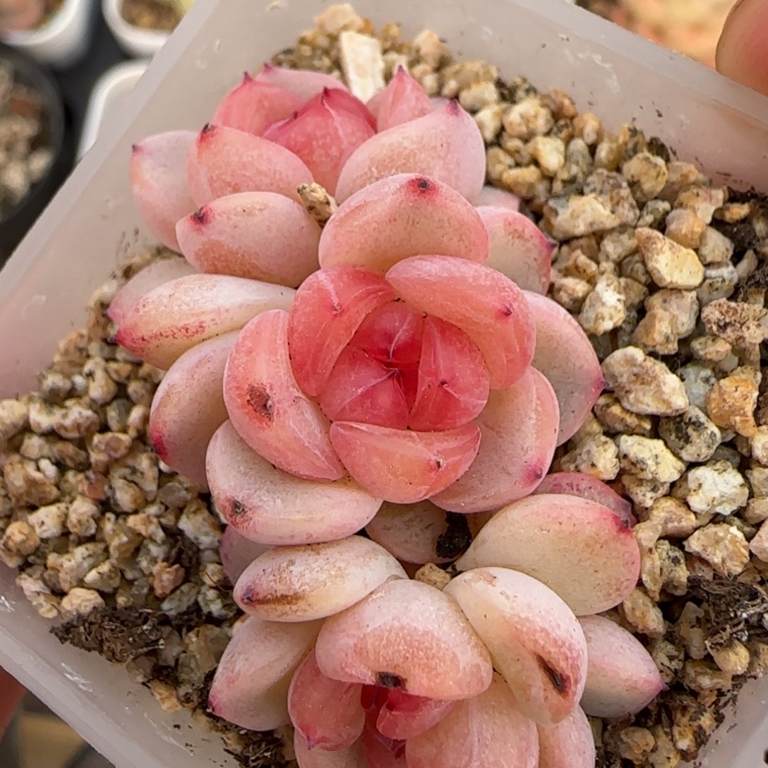 一物一拍大宁t3000