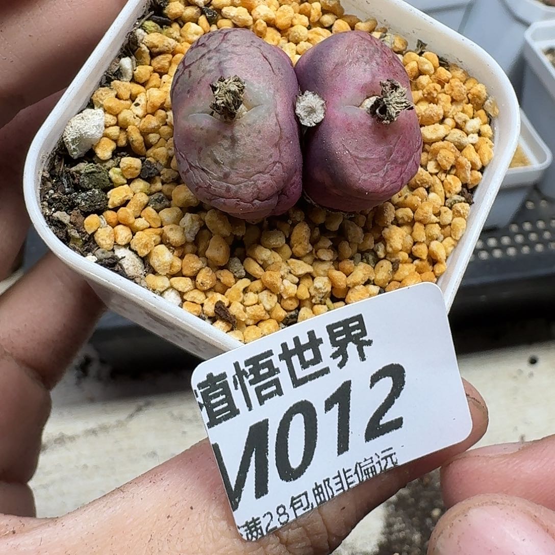 苟***苟多肉植物的人生fghjn