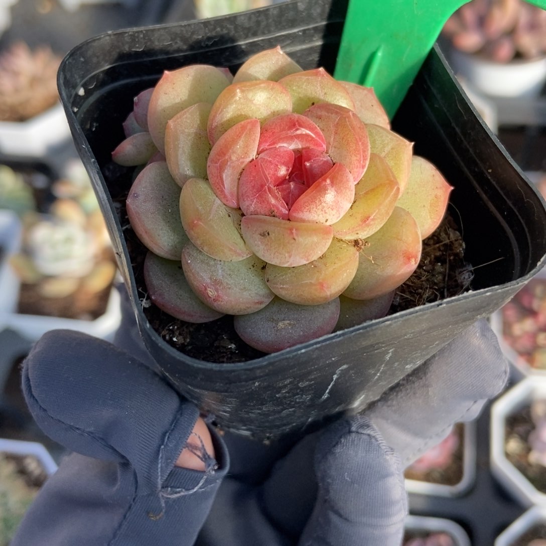 844琴心多肉植物