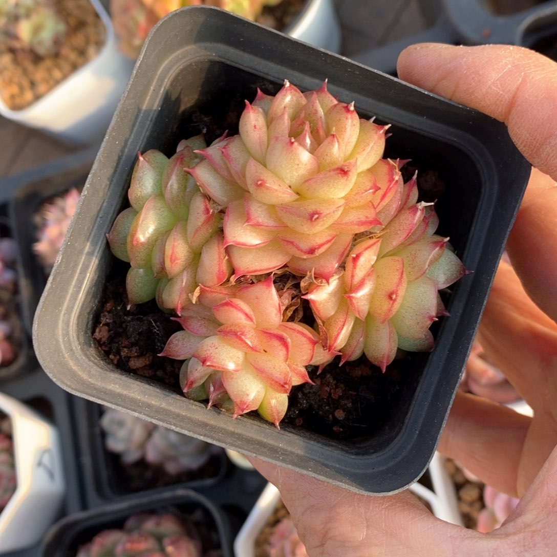 精品多肉一物一拍不包整66