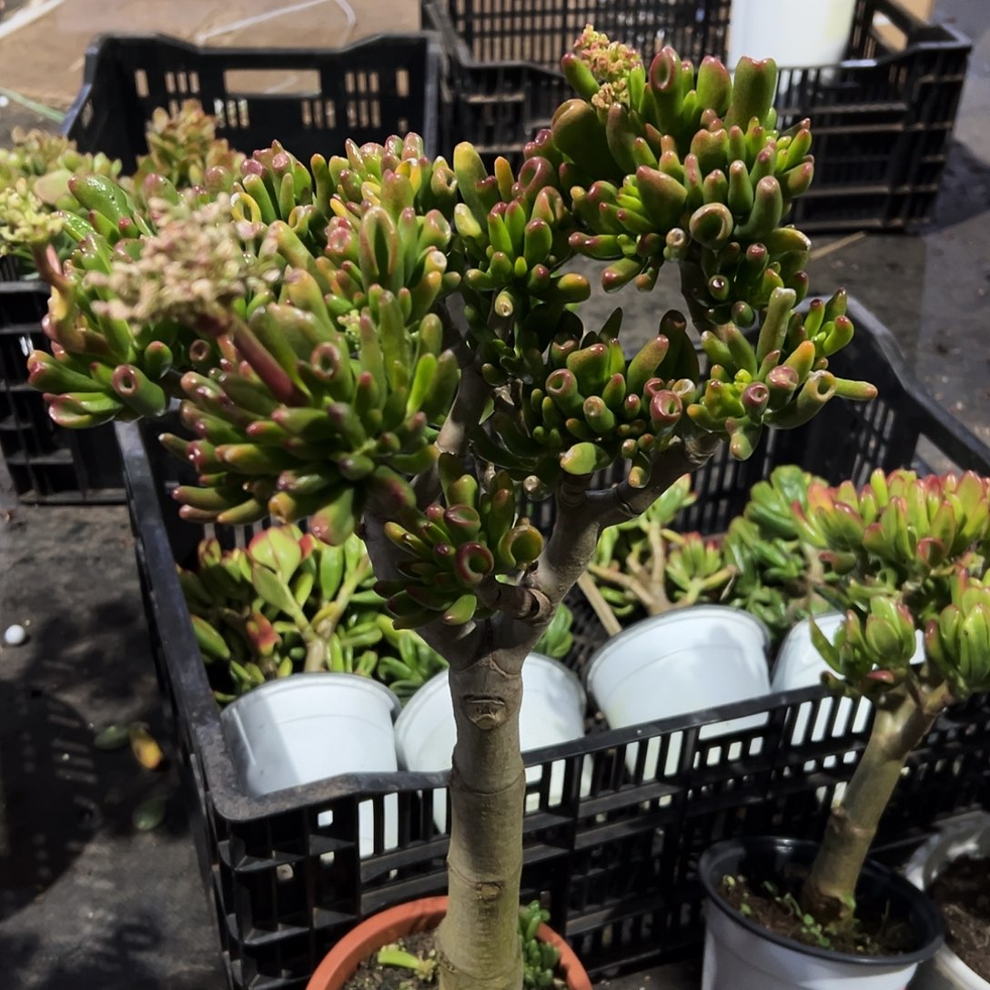 o***e吸财树带土球发货2867