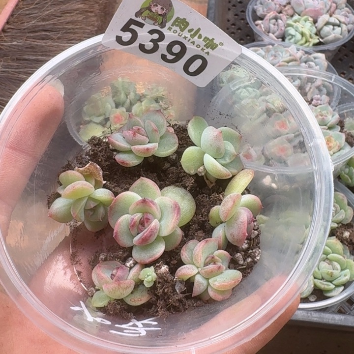 多肉植物多肉植物