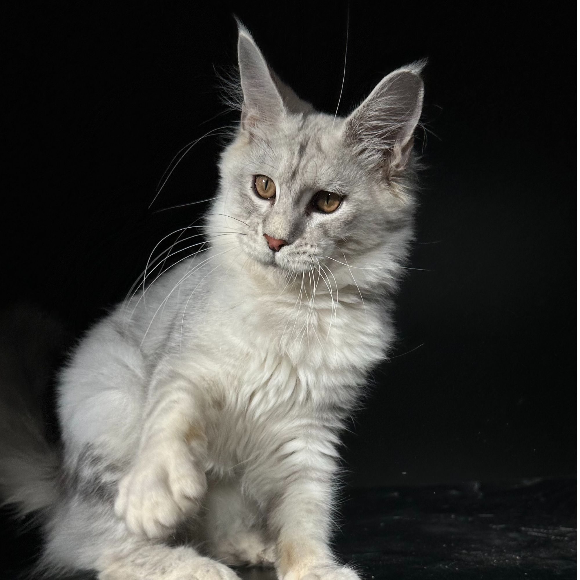 281号公高银3+月龄缅因猫大嘴套爆毛博侍缅因烟灰色银虎可选