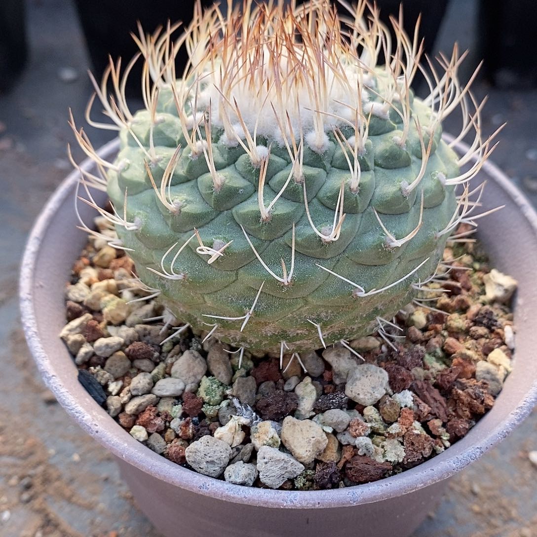 实生  大菊水6.3公分左右一物一拍