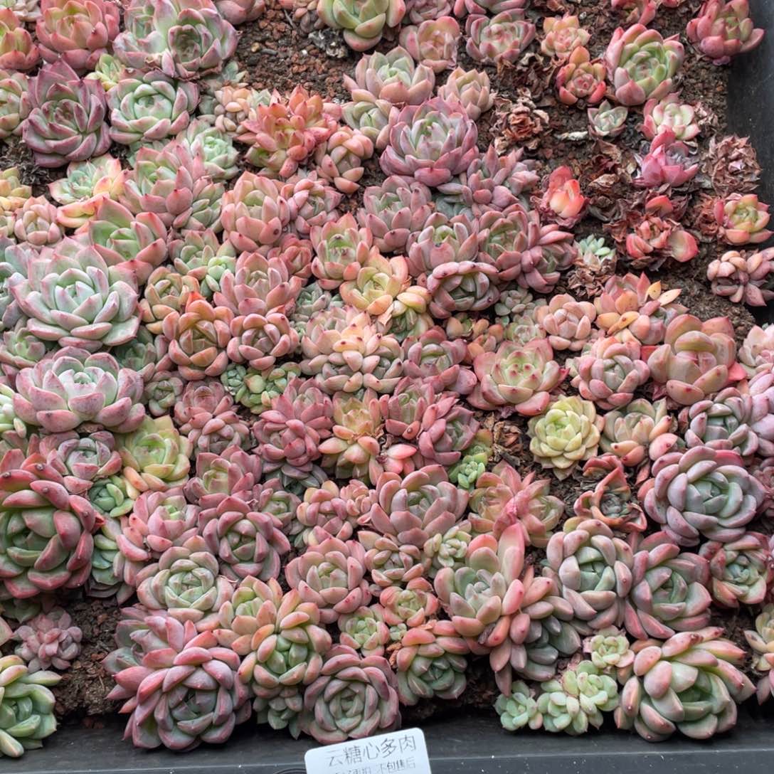 云糖心多肉植物365