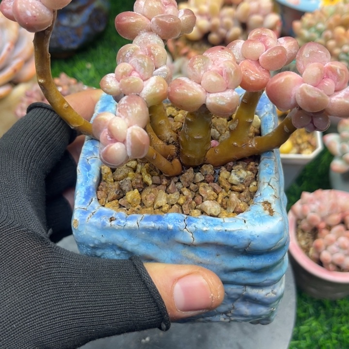 t le luo mu wo kun o