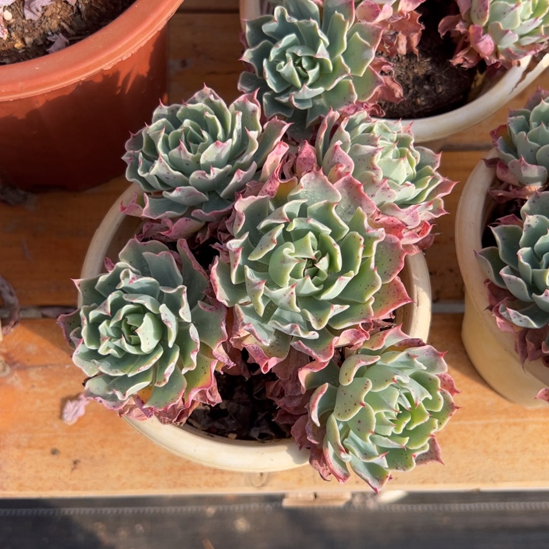 多肉海啸【非偏远地区满18包邮】