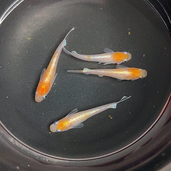 海水鱼墨子的鱼10号赤壁