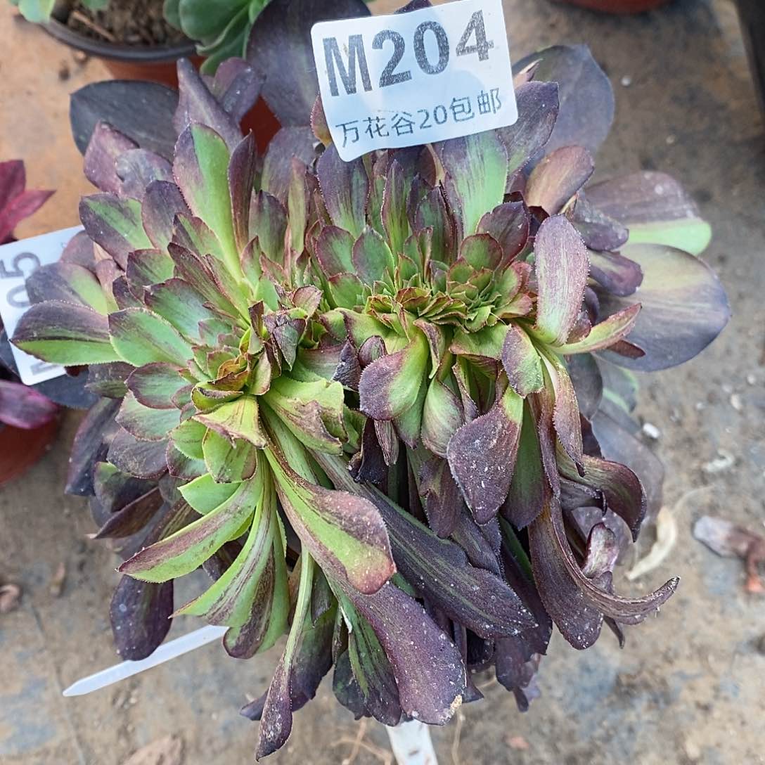 204欧若拉缀多肉植物嫁接无根