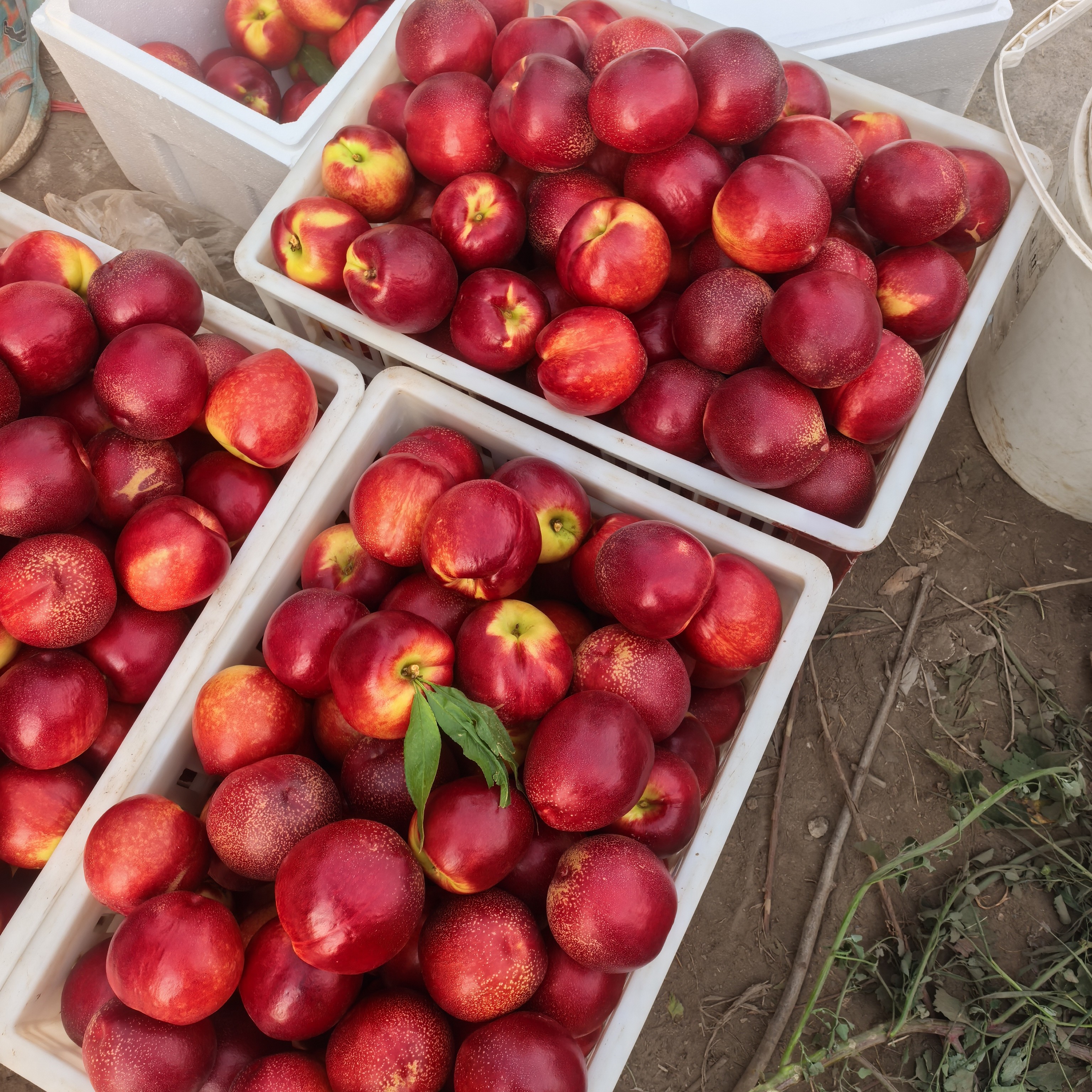 樱鲜大油桃   新48  脆甜6月初成熟桃苗12月份发苗