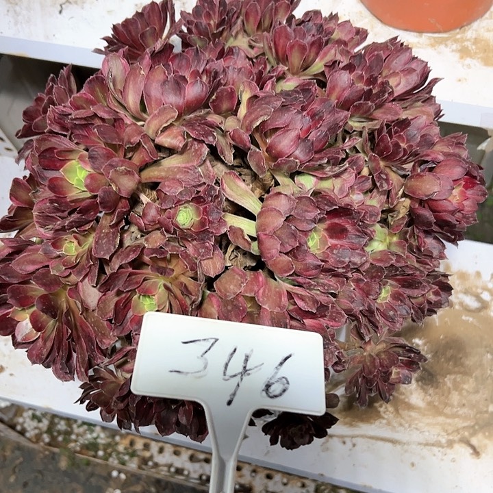 多肉植物安娜法师