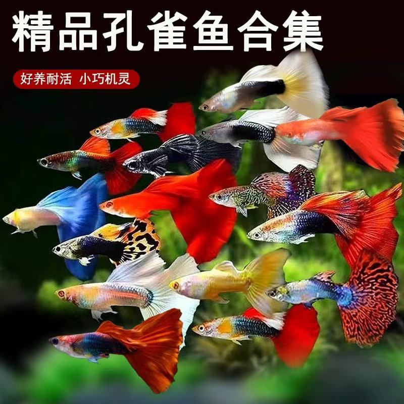 清仓福利孔雀鱼大集合公母搭对热带淡水胎生小鱼自来水新手