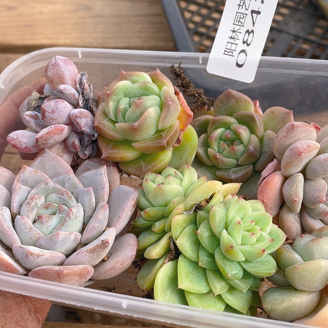 多肉植物多肉植物842