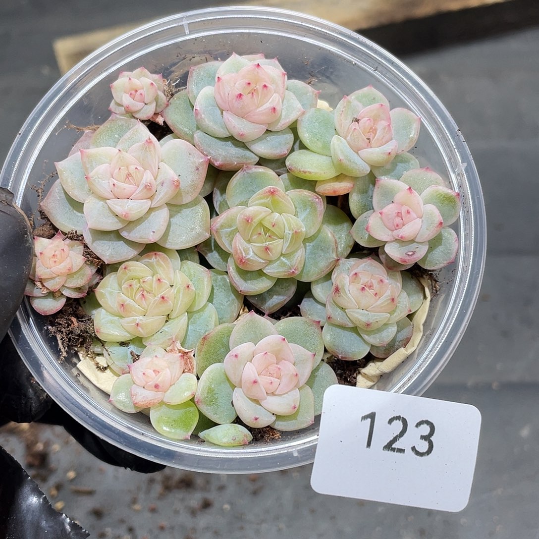 123。 灯芯珍妮。          