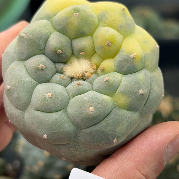 157可节后发货 可帮发根