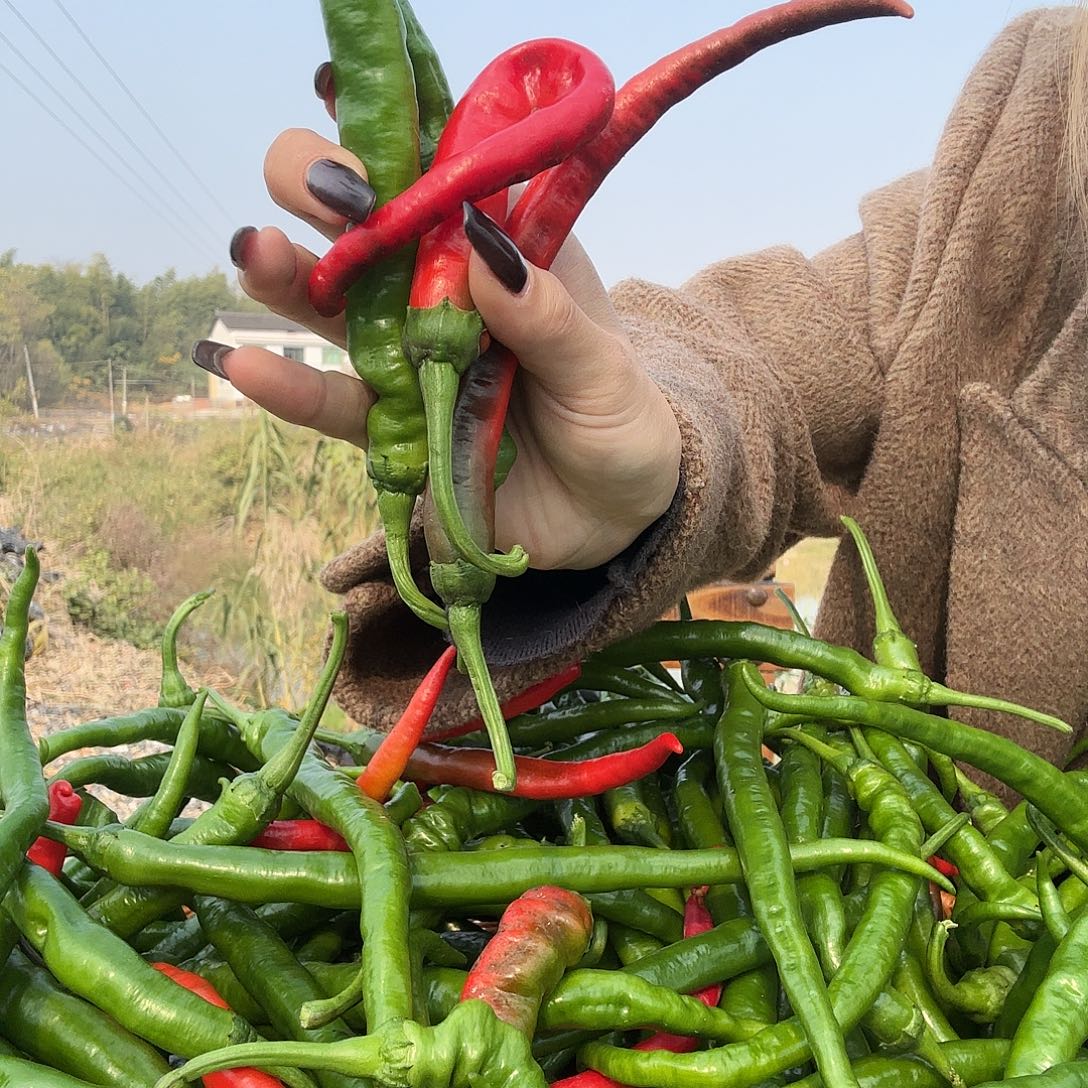 中国大陆青红混装湖南老品种辣椒