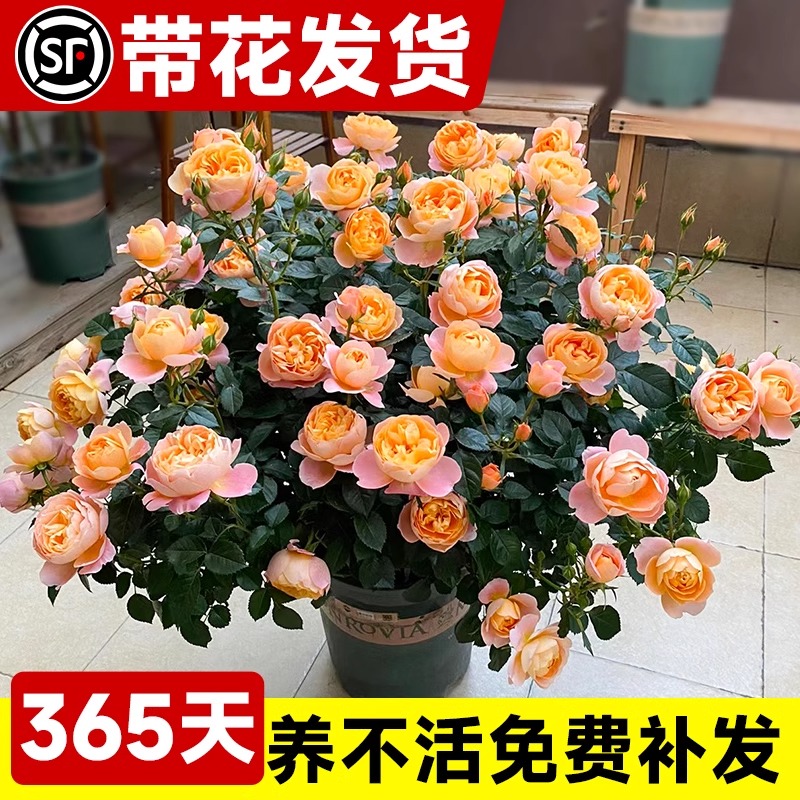 果汁阳台月季花苗四季开花卉盆栽绿植物室内花易活玫瑰带花苞庭院