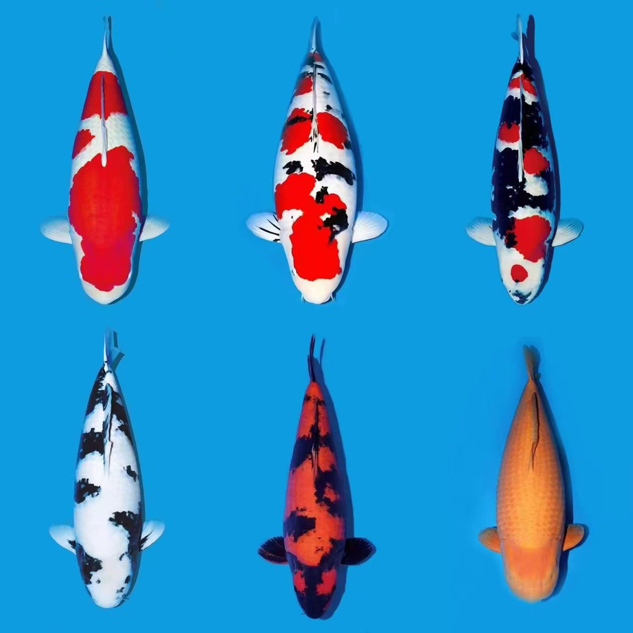 血统鱼苗锦鲤观赏鱼冷水鱼红白大正昭和白写非写介子混搭混发