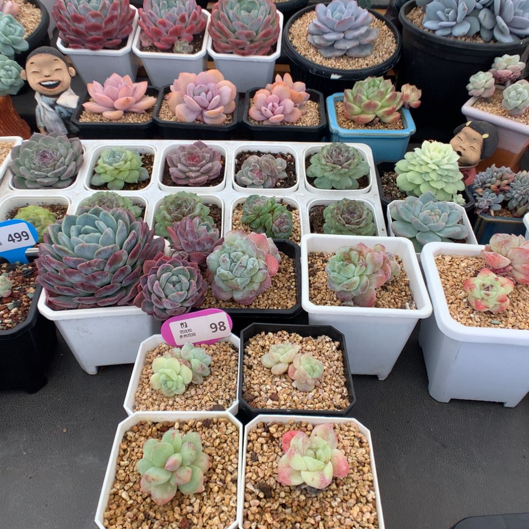 倪***子98 冰玉石化组合多肉