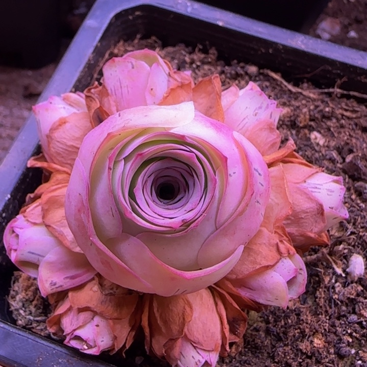 胧月捧花124242467573