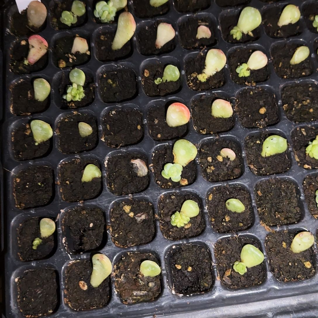 飘枝甜心芝麻苗一个满25包邮