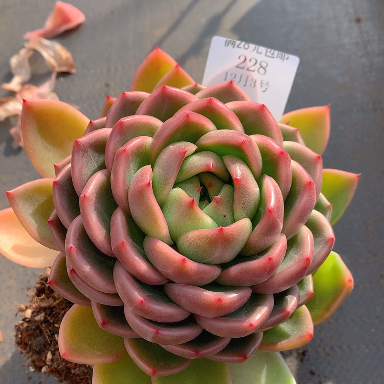 【闪购商品】云228号