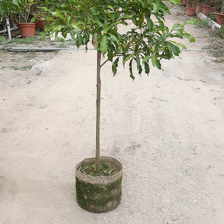 彭*新1345678998888888