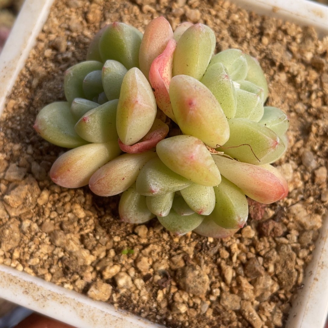 0917  冰玉  六月六