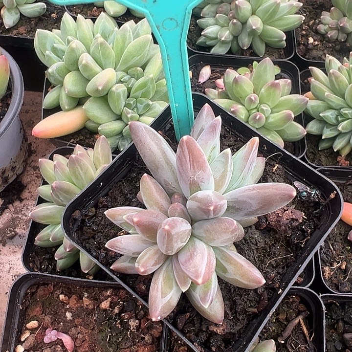 雪戴丽一物一拍381