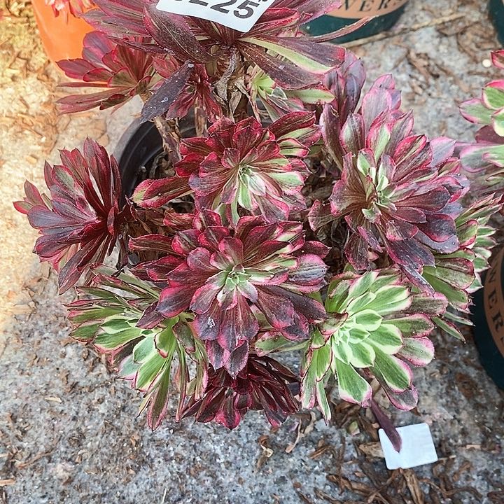 0225 一颗同花顺法师