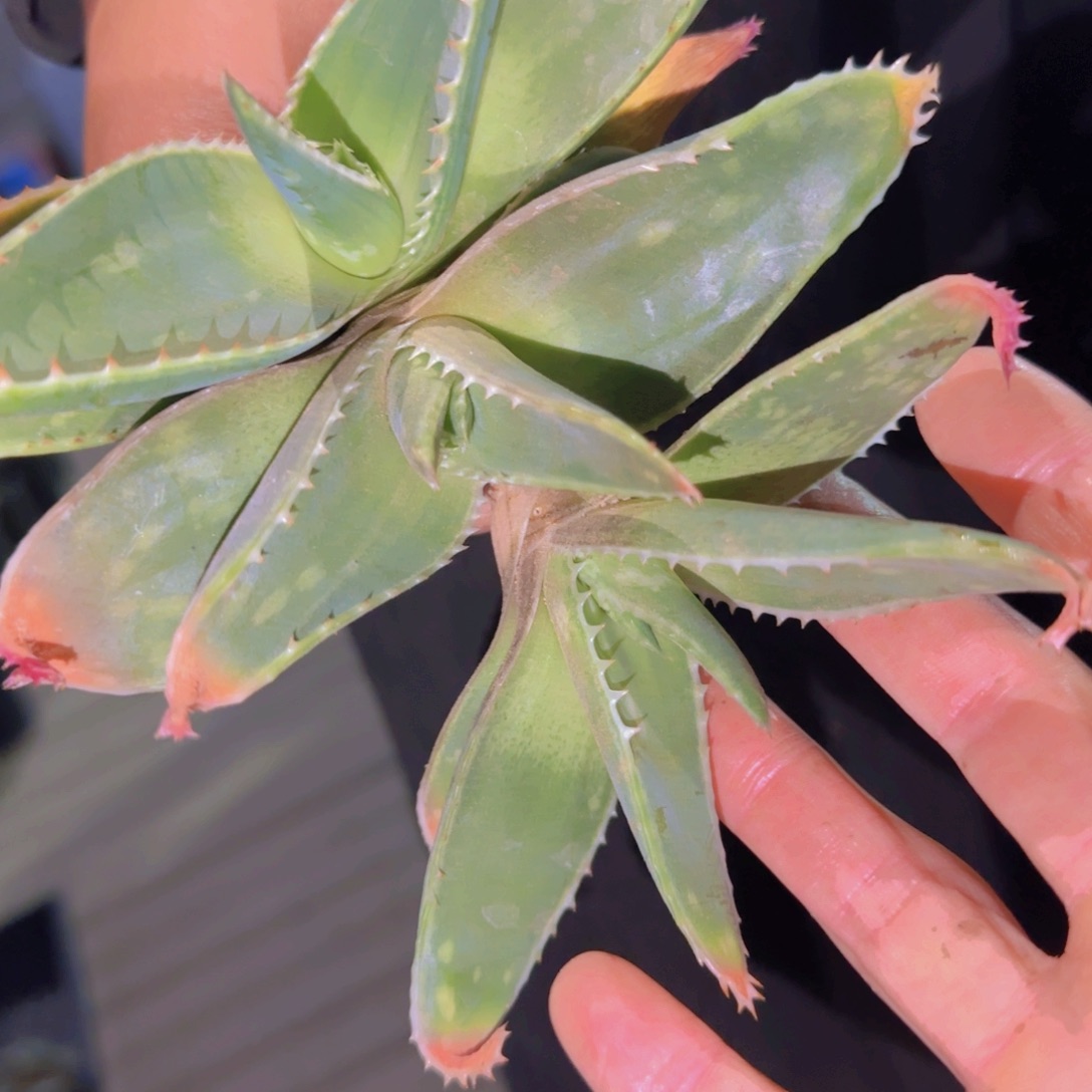 块根植物块根植物