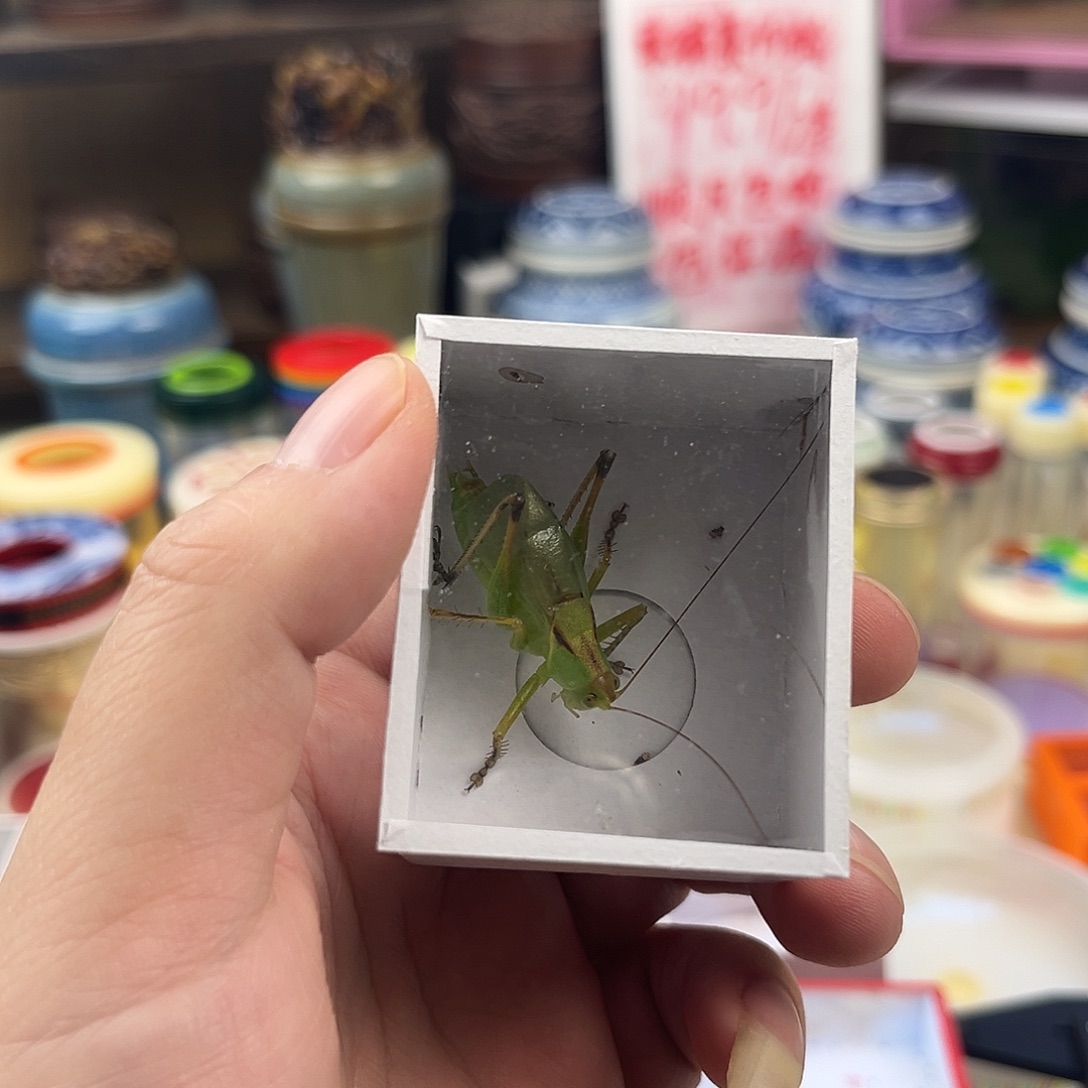 灵***F一条扎嘴拍拍拍拍