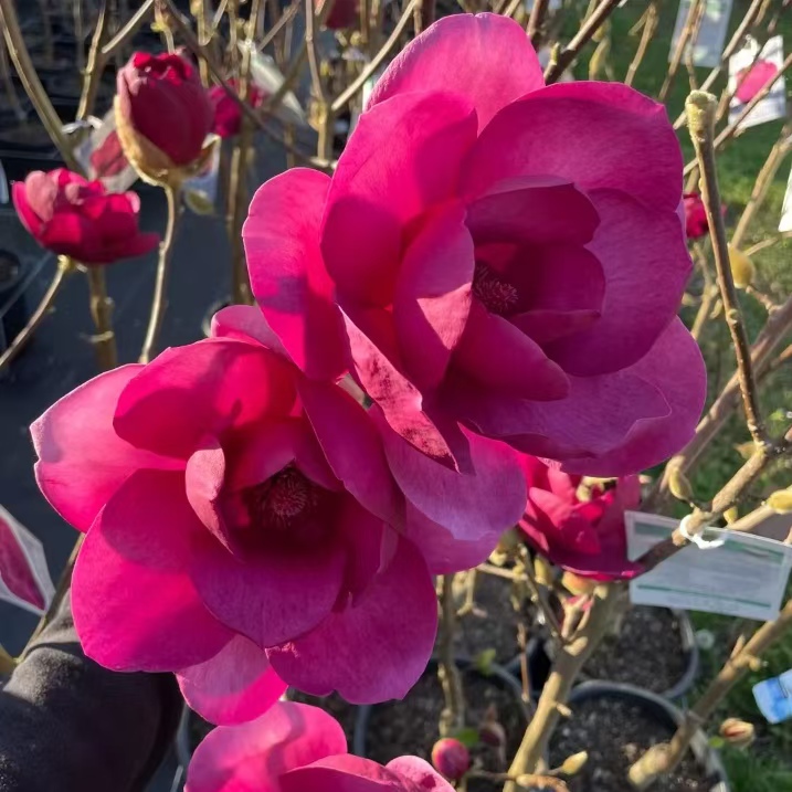 热销款【三季红玫瑰玉兰】玉兰花树苗三季开花南北方均可种植