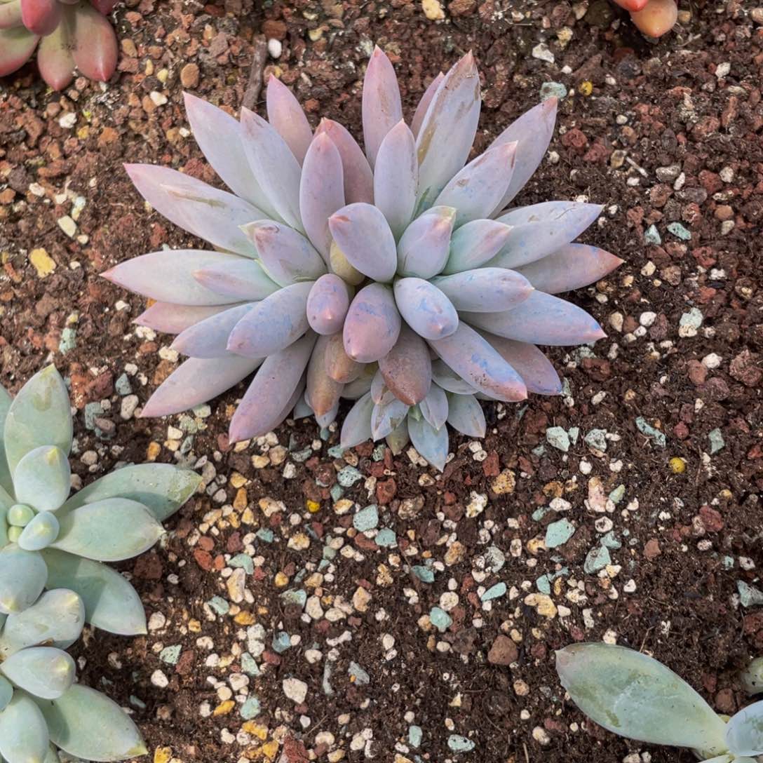 无花朵多肉植物哥特