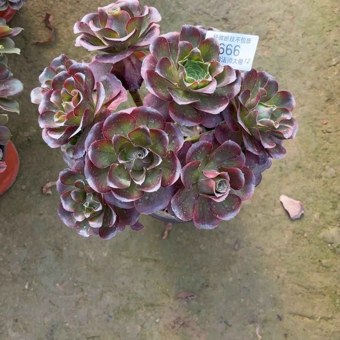 666魅金玫瑰多肉植物