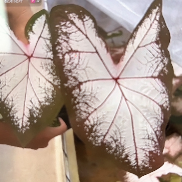 140-0215冰沙参与叶泰国发货