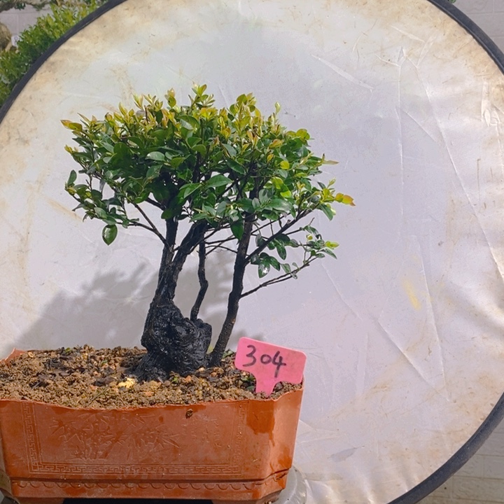 摄***哥完全开放小叶盆景