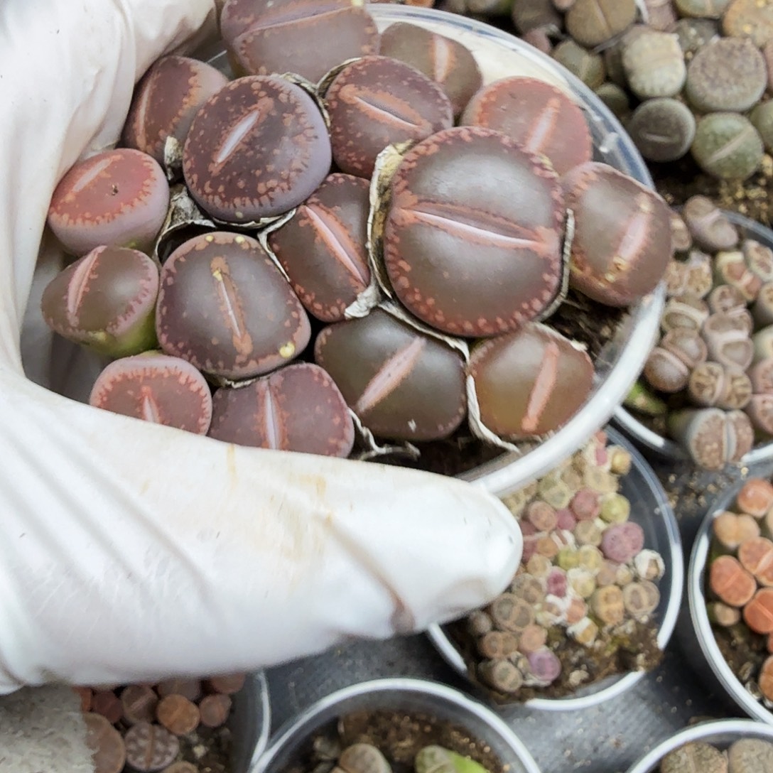 你要吃就去拿去咯你360